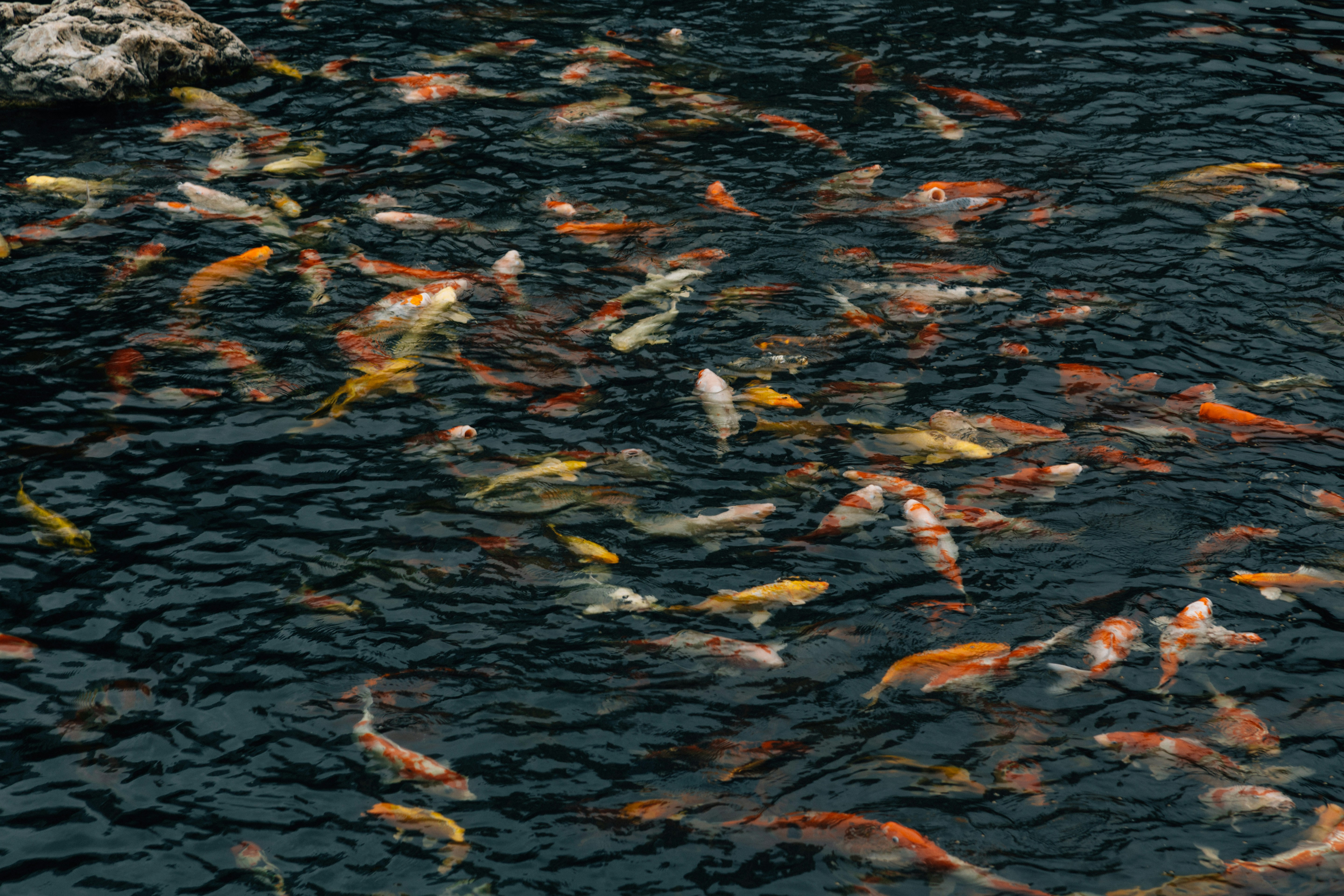 shoal of koi fish