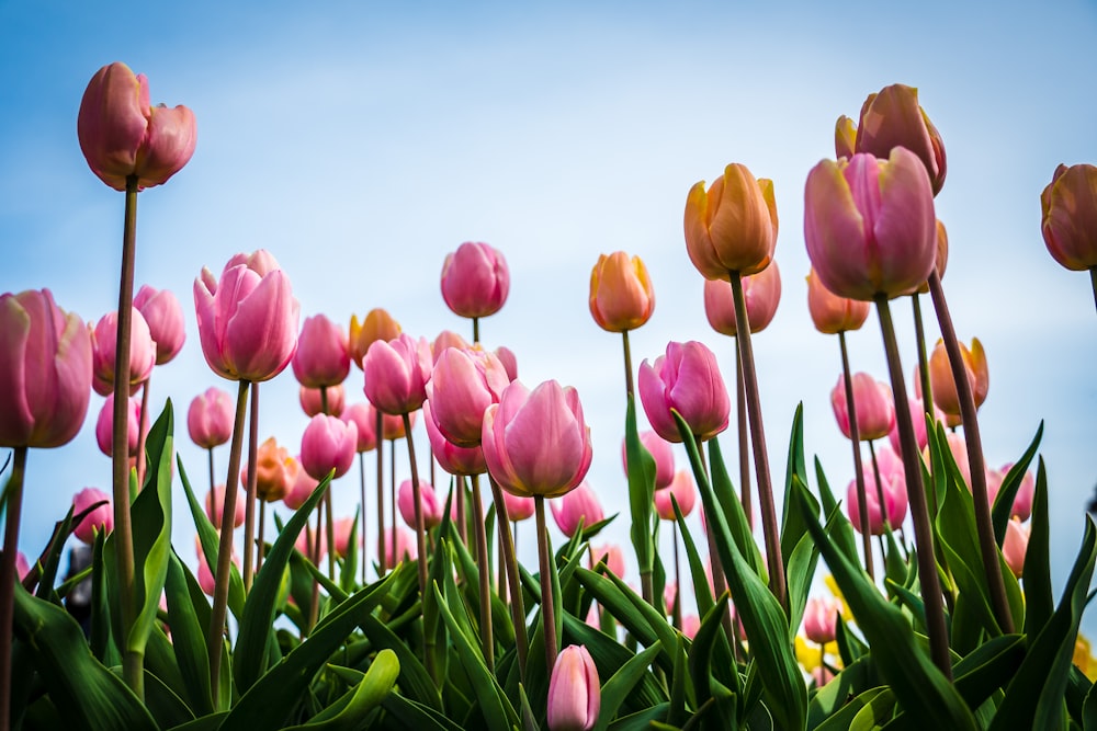 pink tulips at daytime