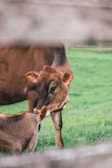 Bovines interacting in a sustainable farming environment.