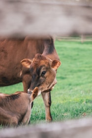 A brown cow softly nuzzling a smaller cow, possibly a calf, on a vibrant green field. The scene is framed by blurred wooden planks, suggesting the perspective is from behind a fence.
