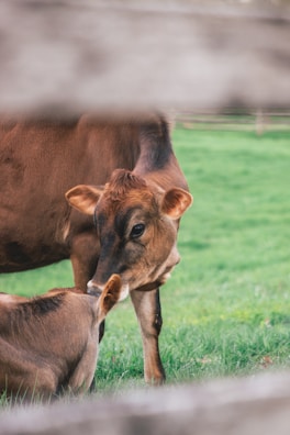Bovines interacting in a sustainable farming environment.