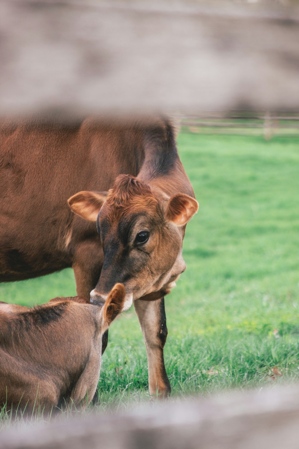 cattle on grass field