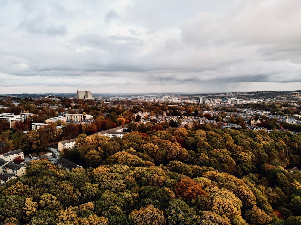 Bosque y ciudad durante el día