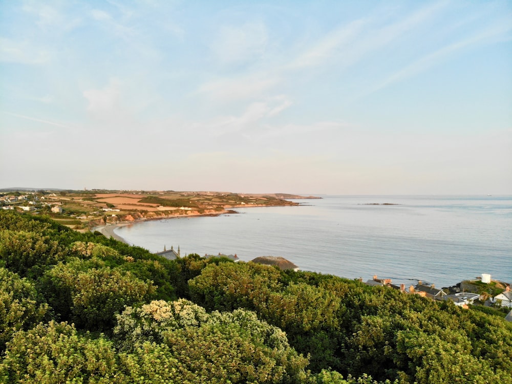 trees near ocean