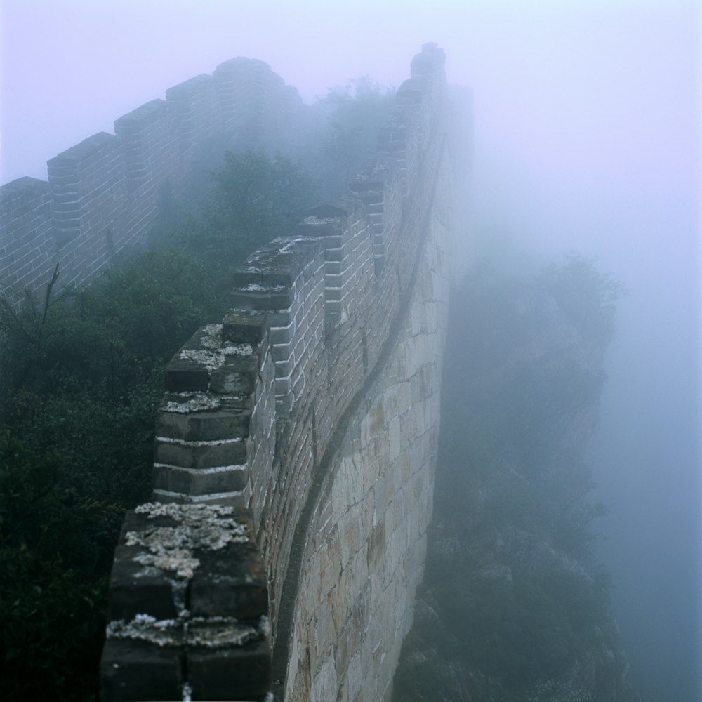 Arbres près d’un mur de briques