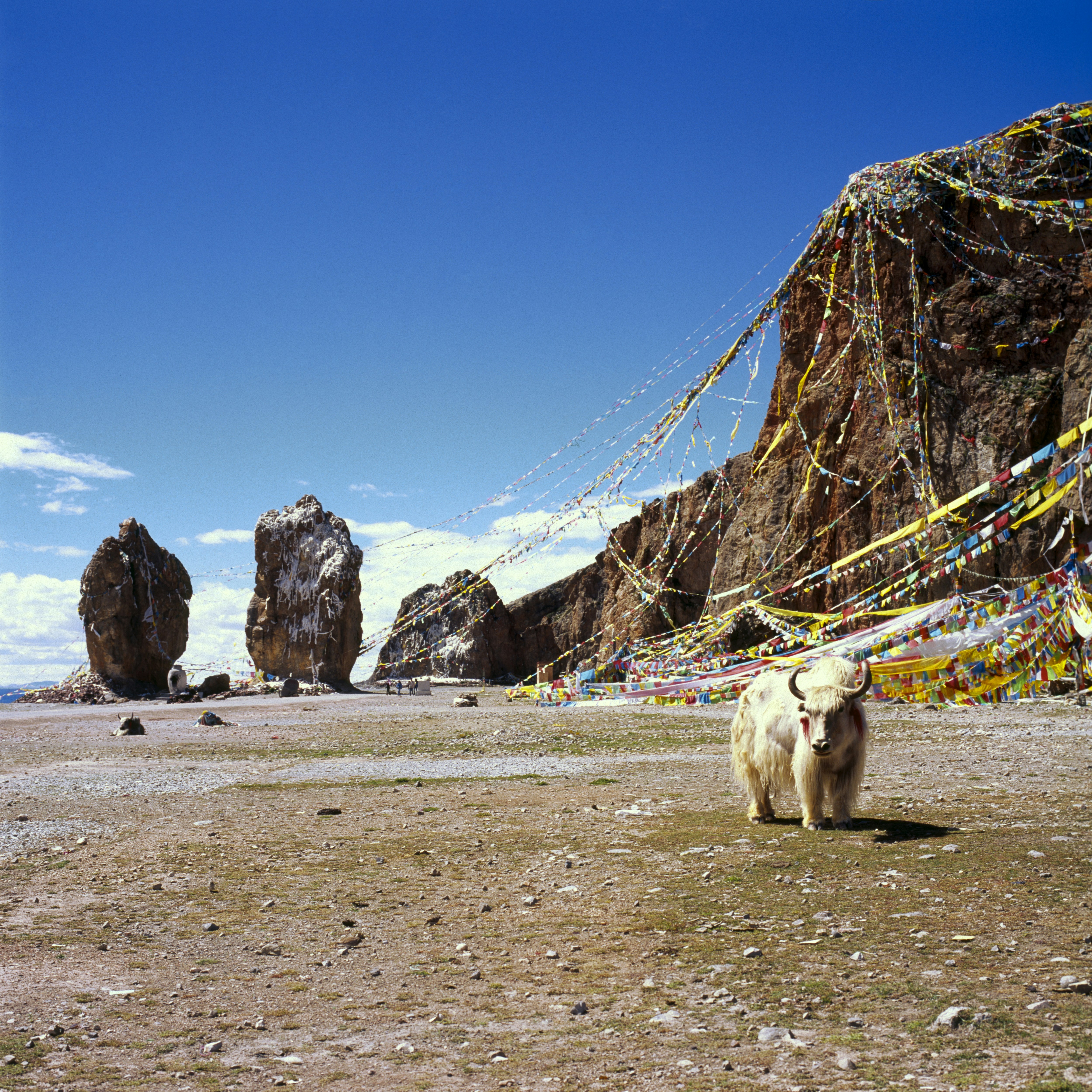 Tibetan Kyi Apso