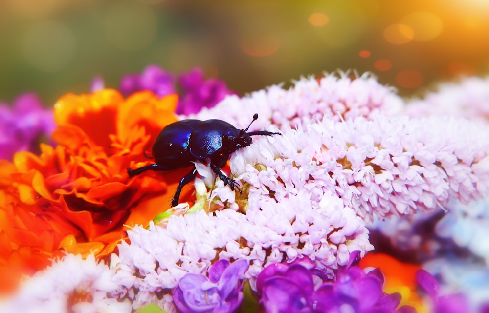 black beetle on white and orange flower