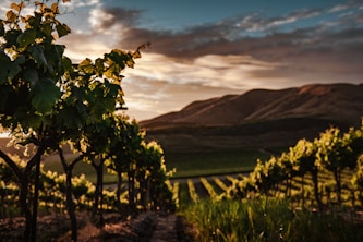 green leaf trees at daytime