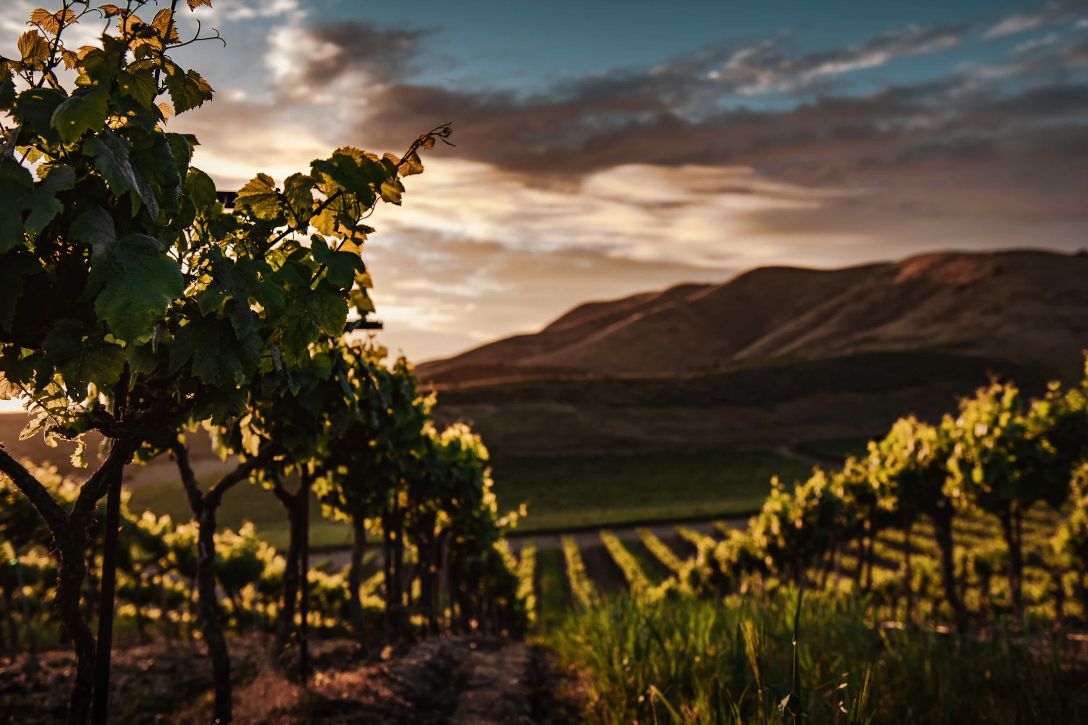 Rows of vines on a hillside at sunset