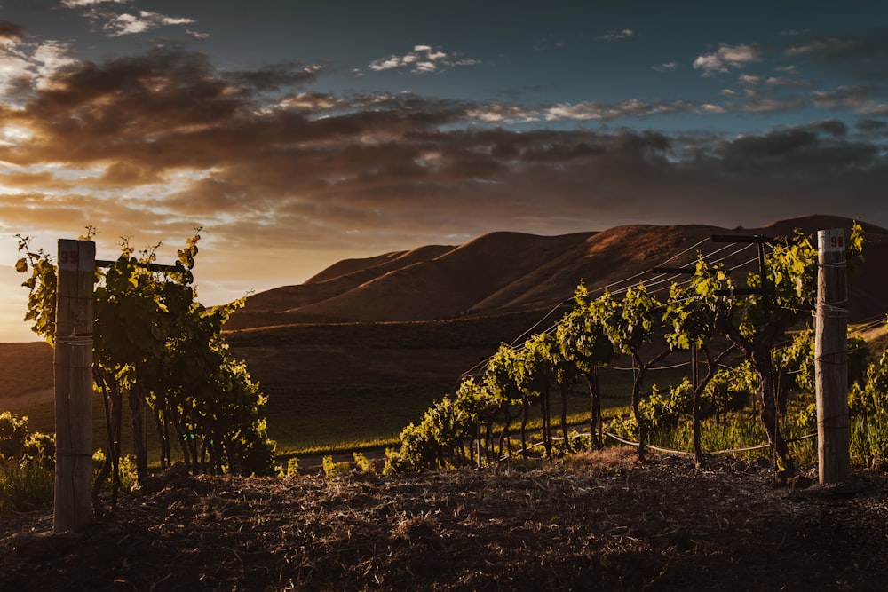 plants and mountains during golden hour