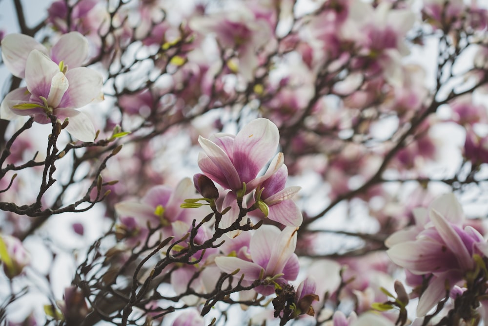 Fotografía de primer plano de flor de pétalos púrpuras