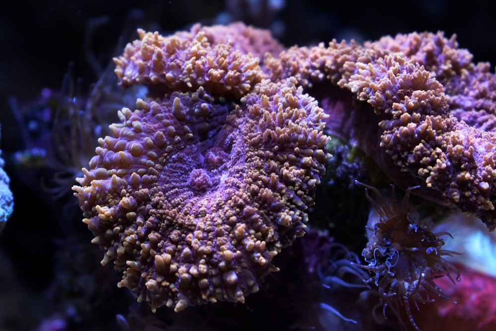 purple coral reef