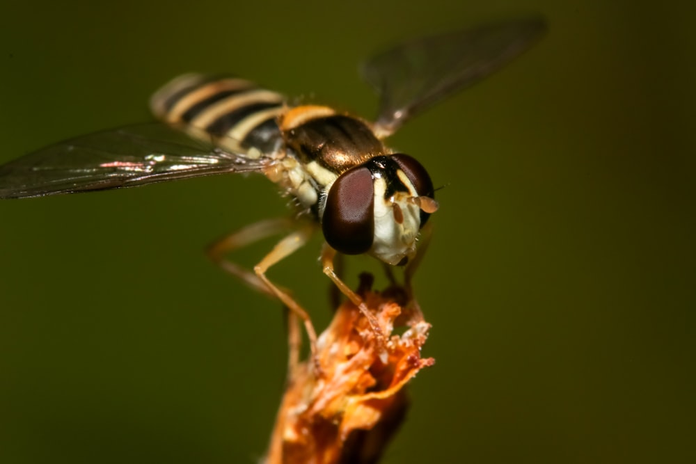 macro photography of fruitfly