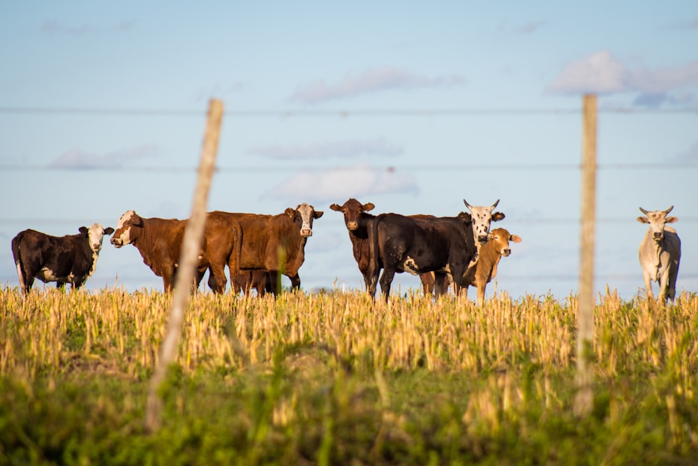 herd of cows in green pasture