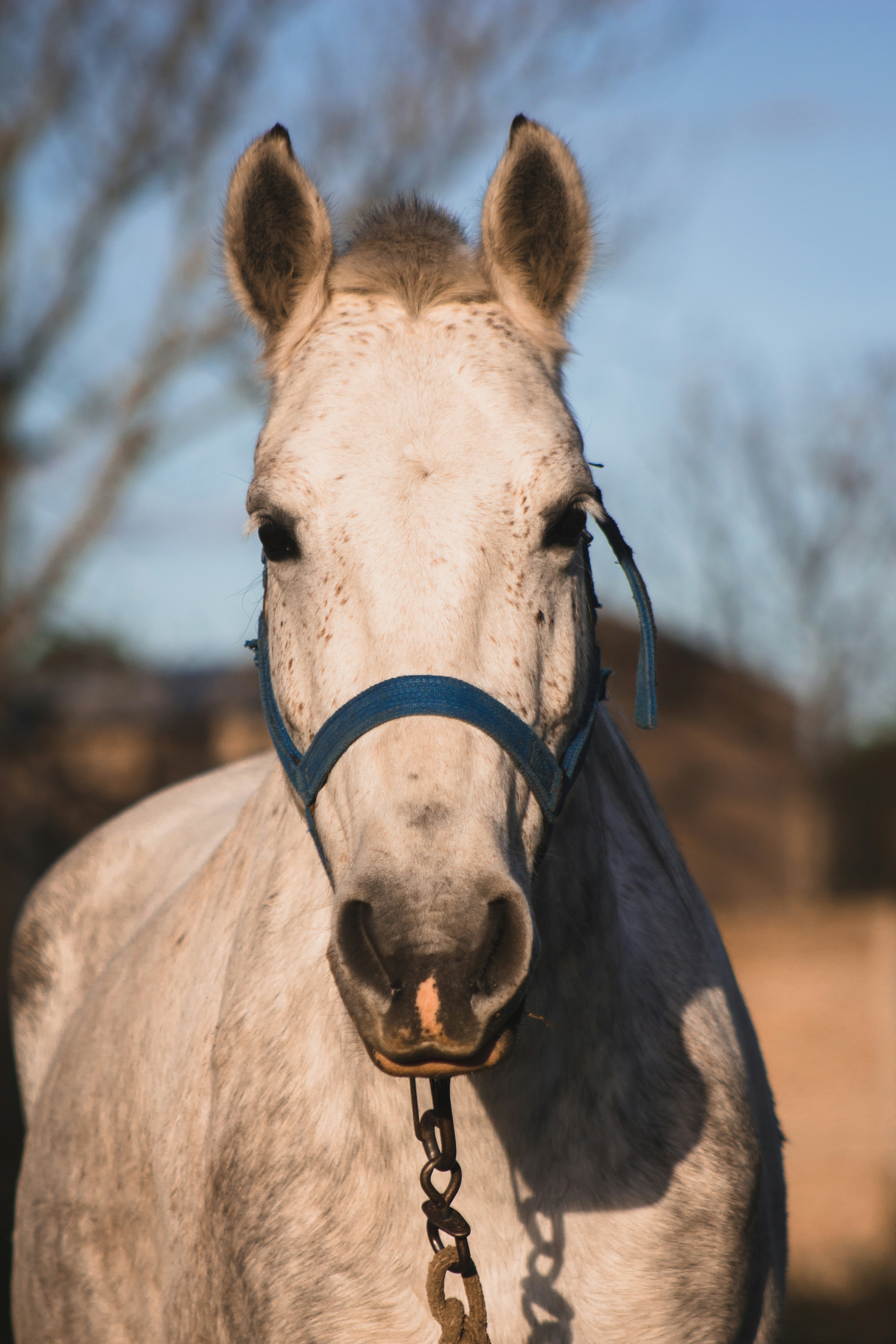 white horse near tree