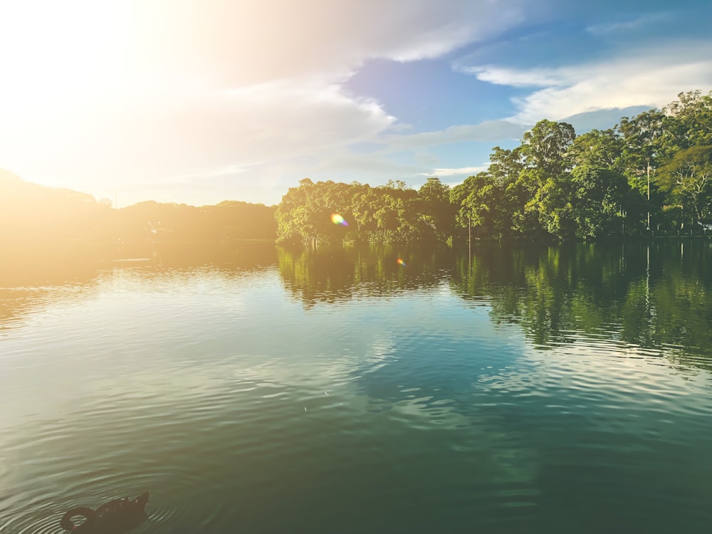 trees surrounding river