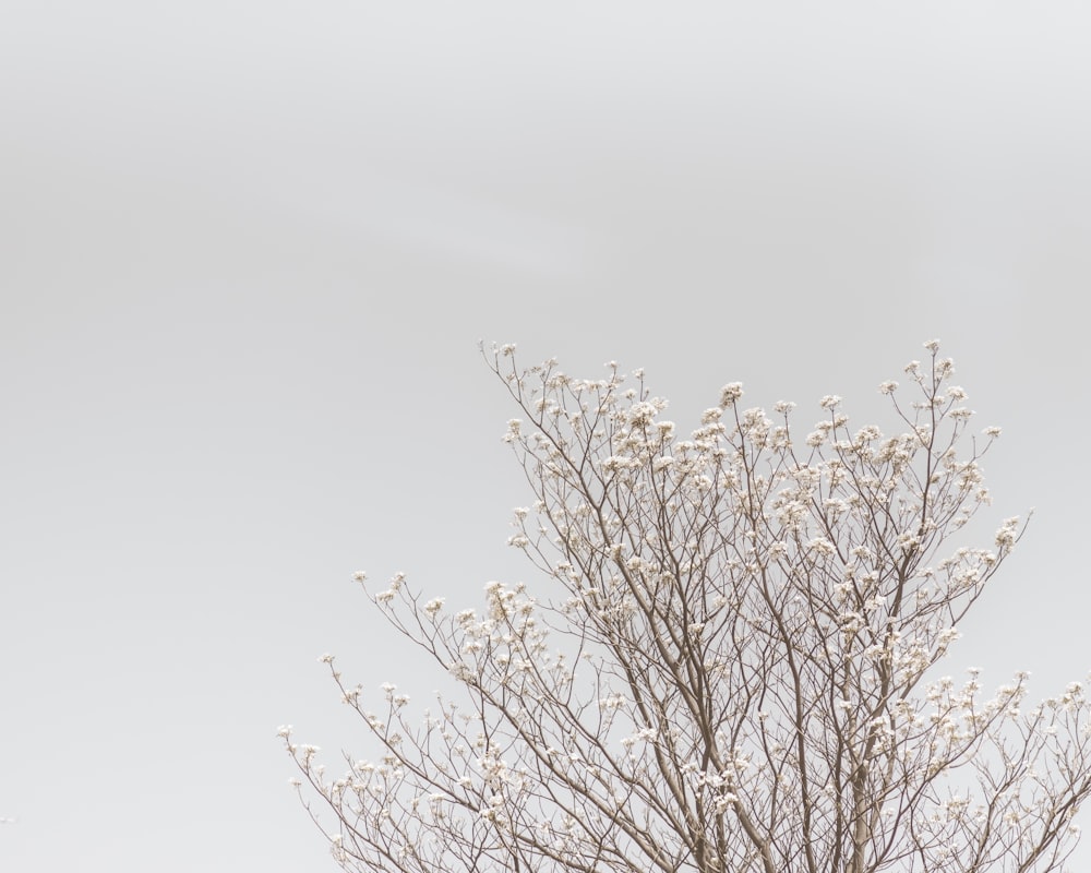 bare tree under white clouds