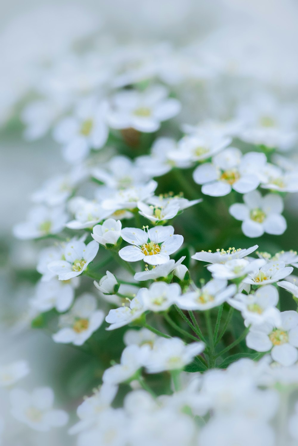 white petaled flower