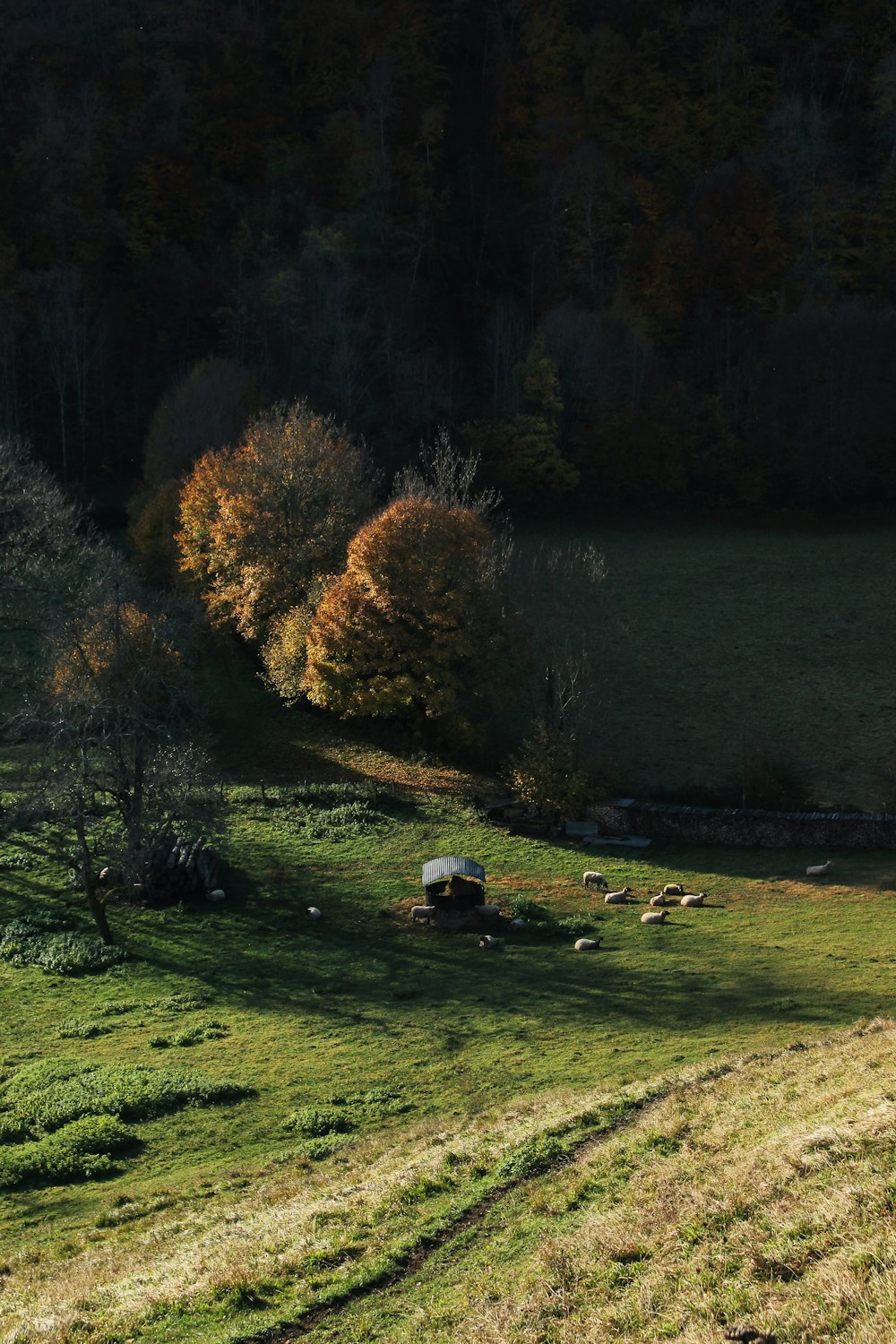 grass and tree covered field