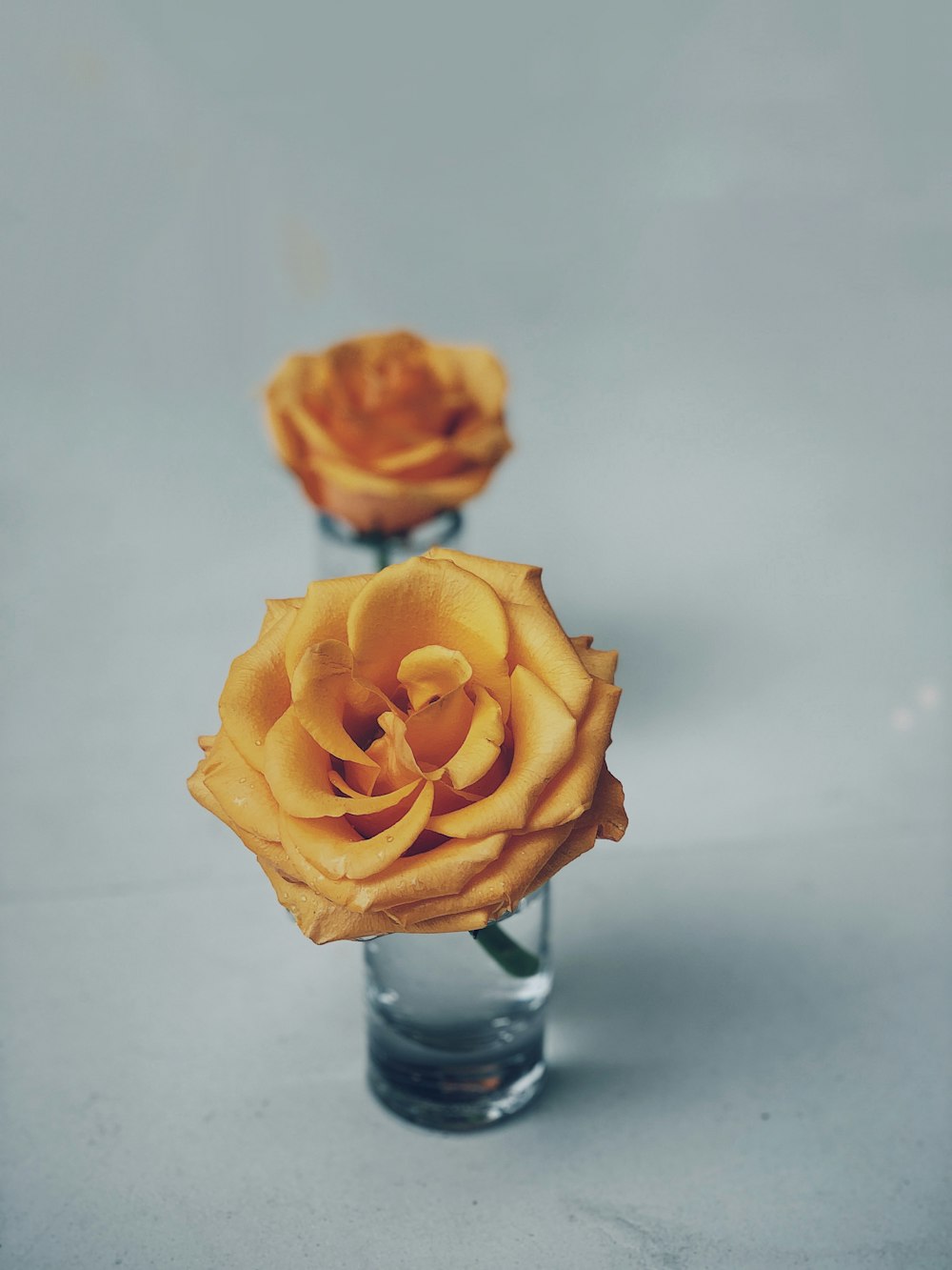 yellow rose flower