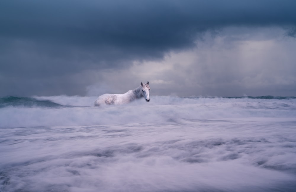 white horse on body of water