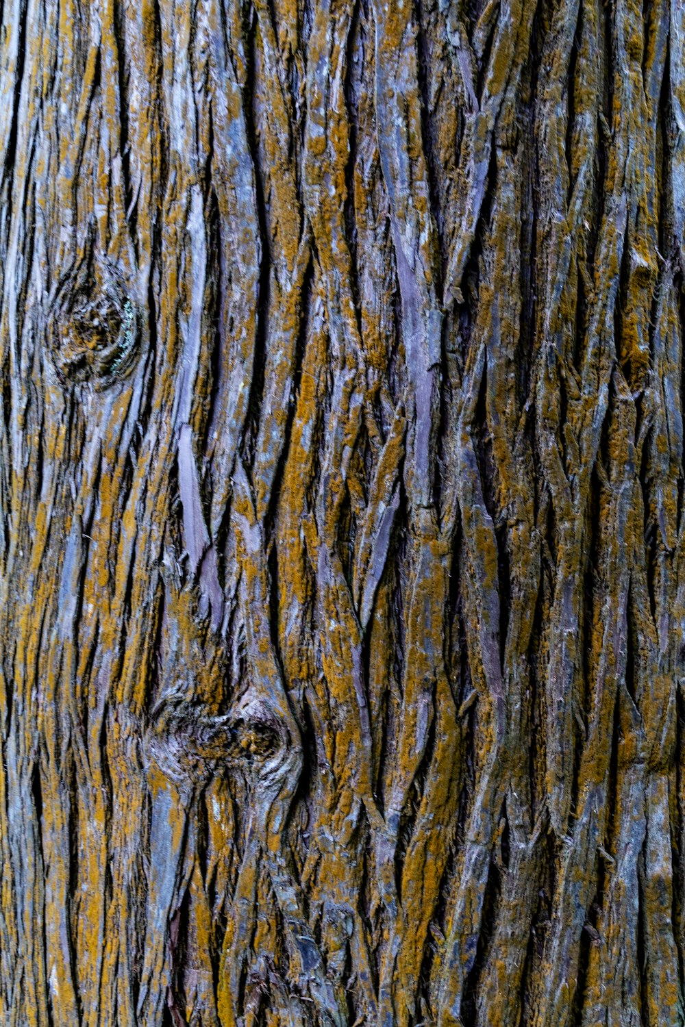 closeup photography of brown tree bark