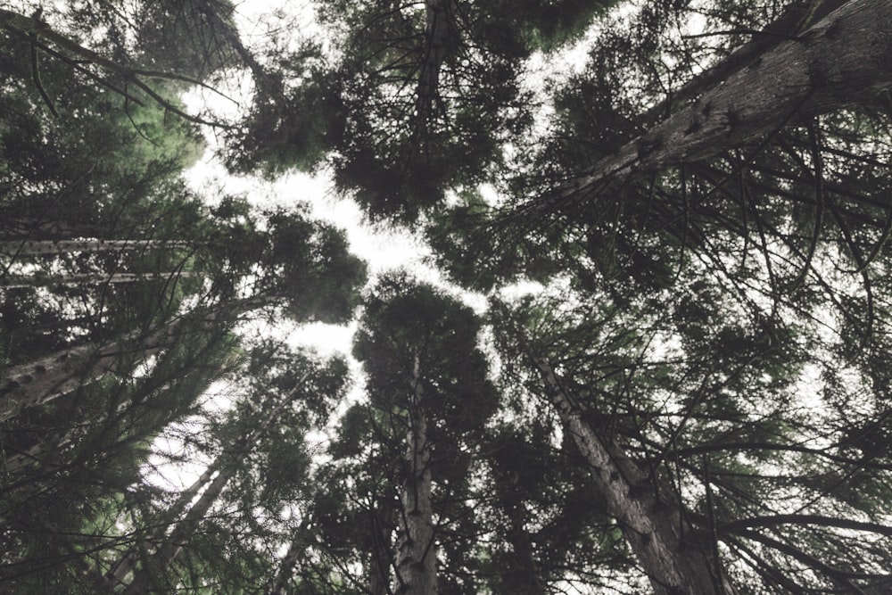 low angle photo of tall trees during daytime