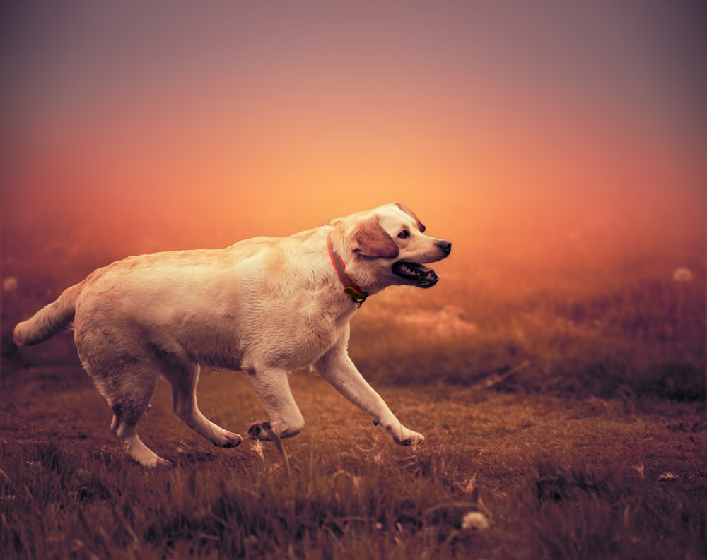 white short-coated dog running on grass field