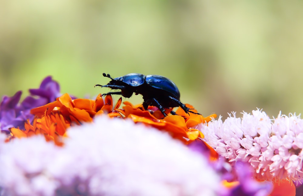 macro photography of black dung beetle on flower