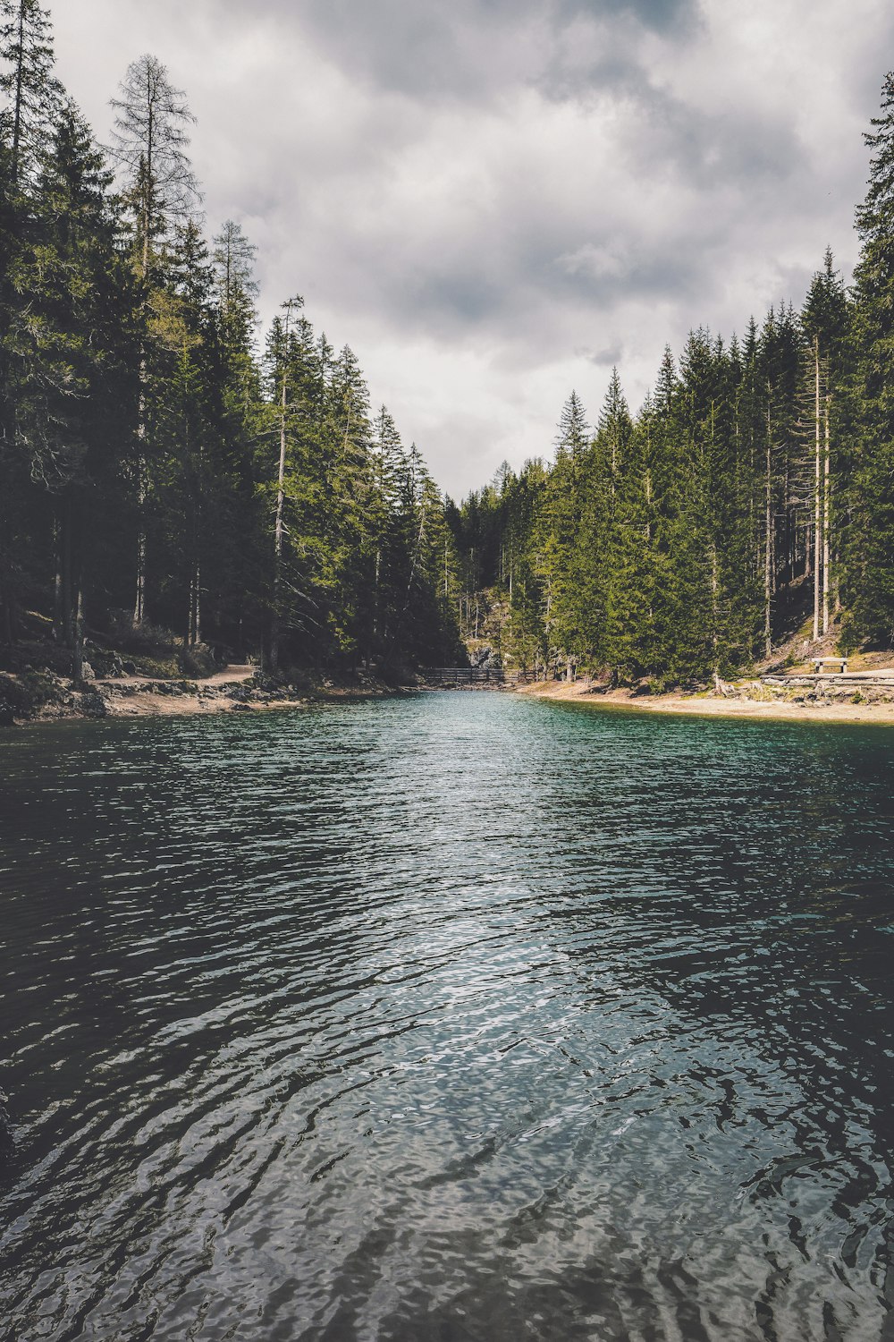 river and forest during day