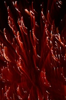 closeup photography of red lights