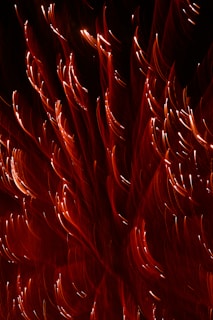 closeup photography of red lights