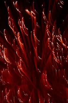 closeup photography of red lights