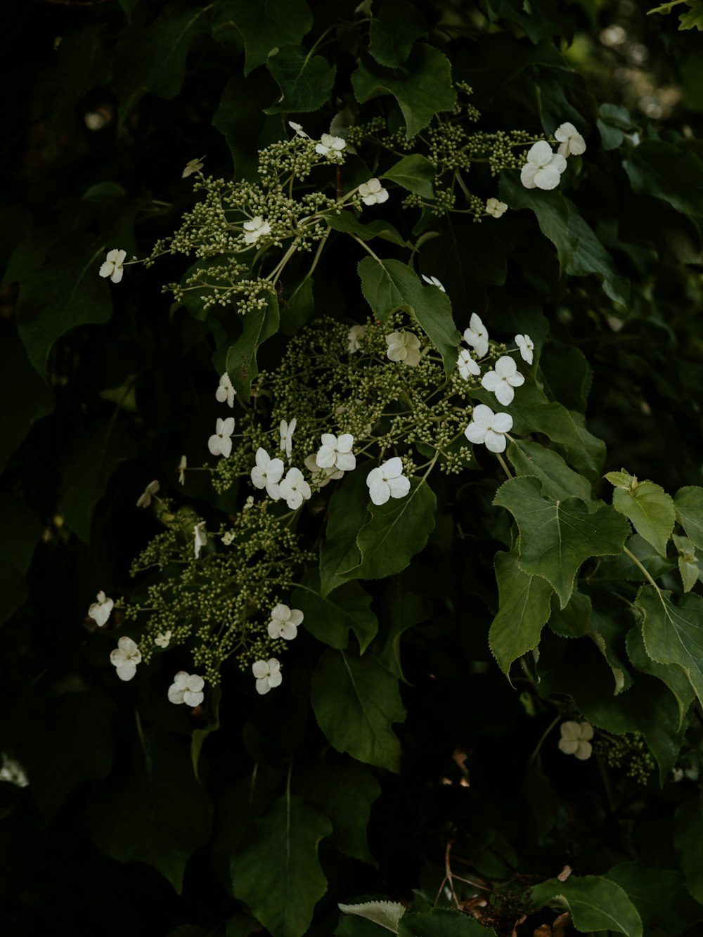 closeup photo of white flowers