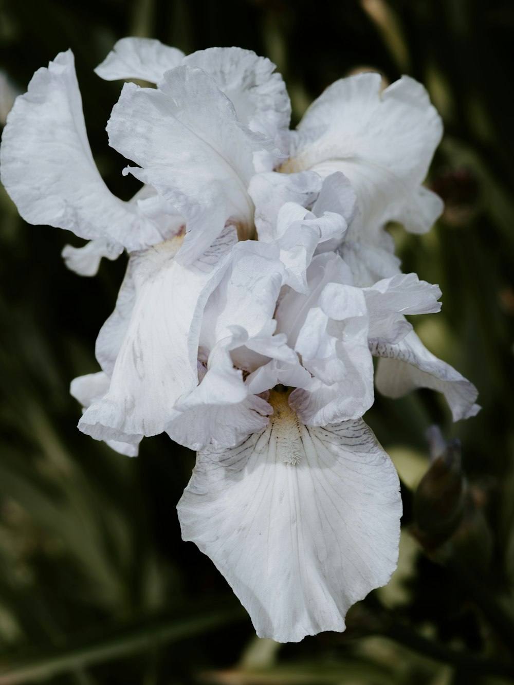 white flowers