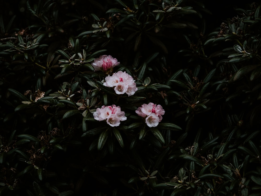 close-up photo of pink petaled flowers