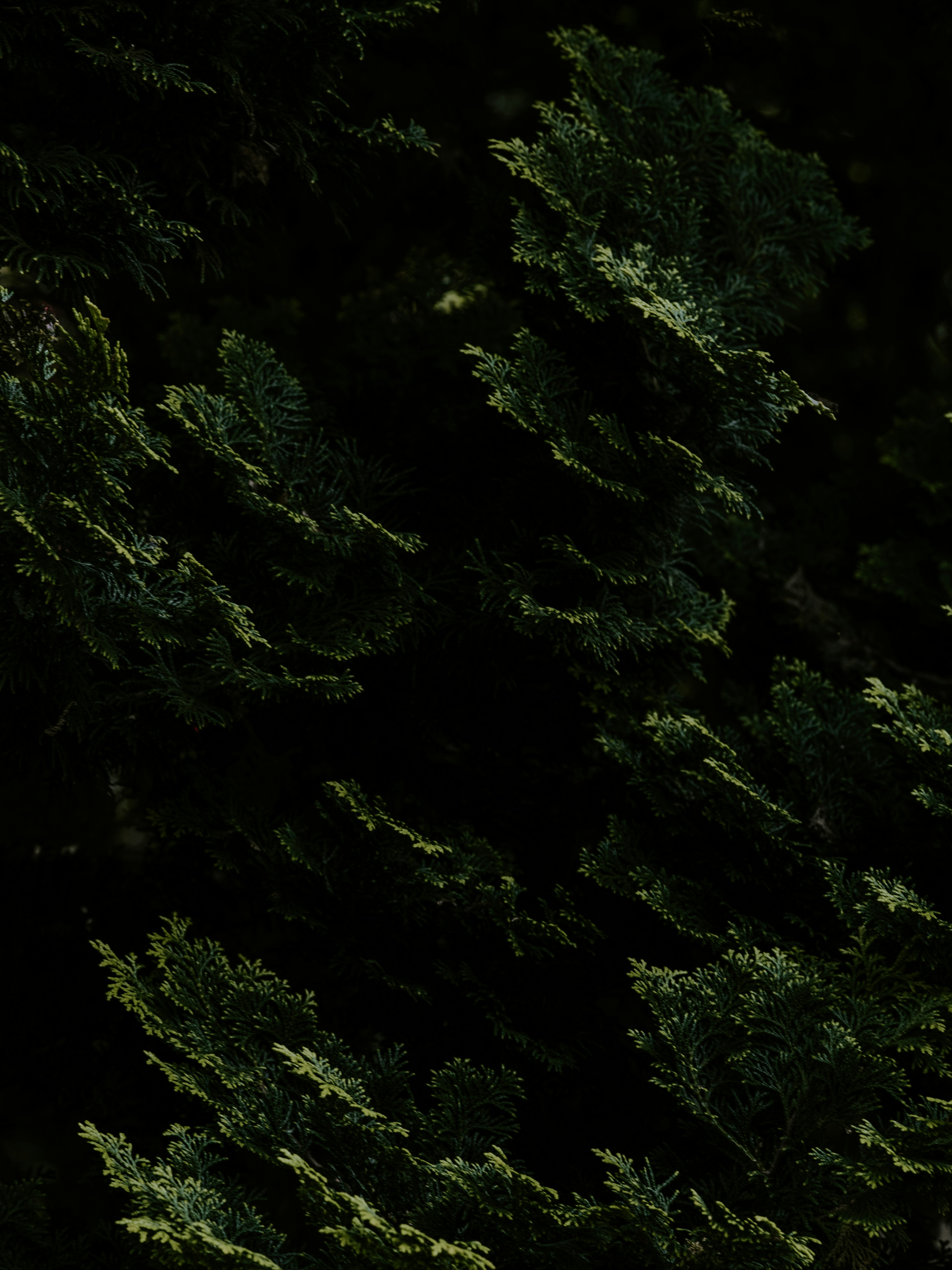 Photo by anniespratt