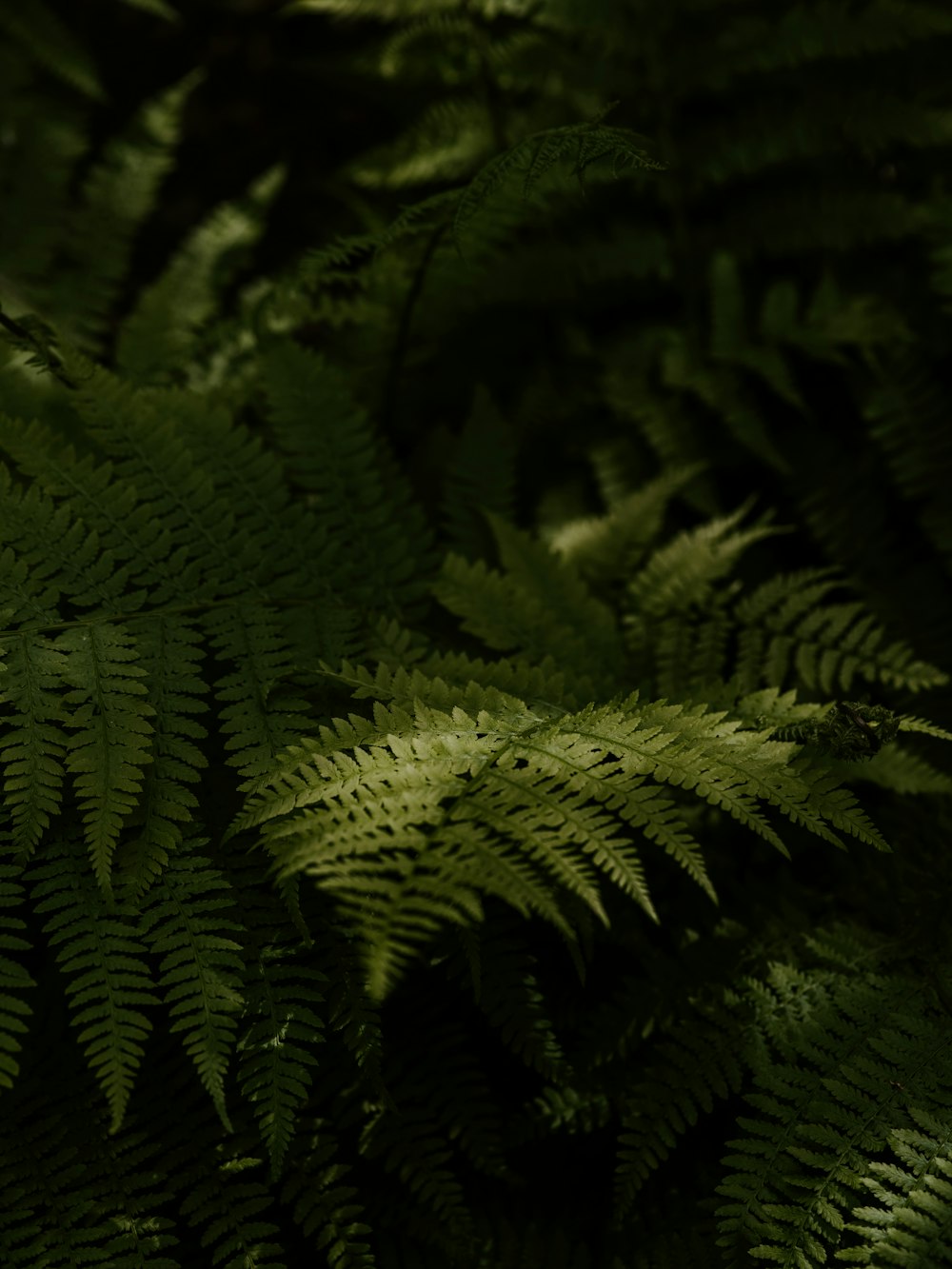 fern plant