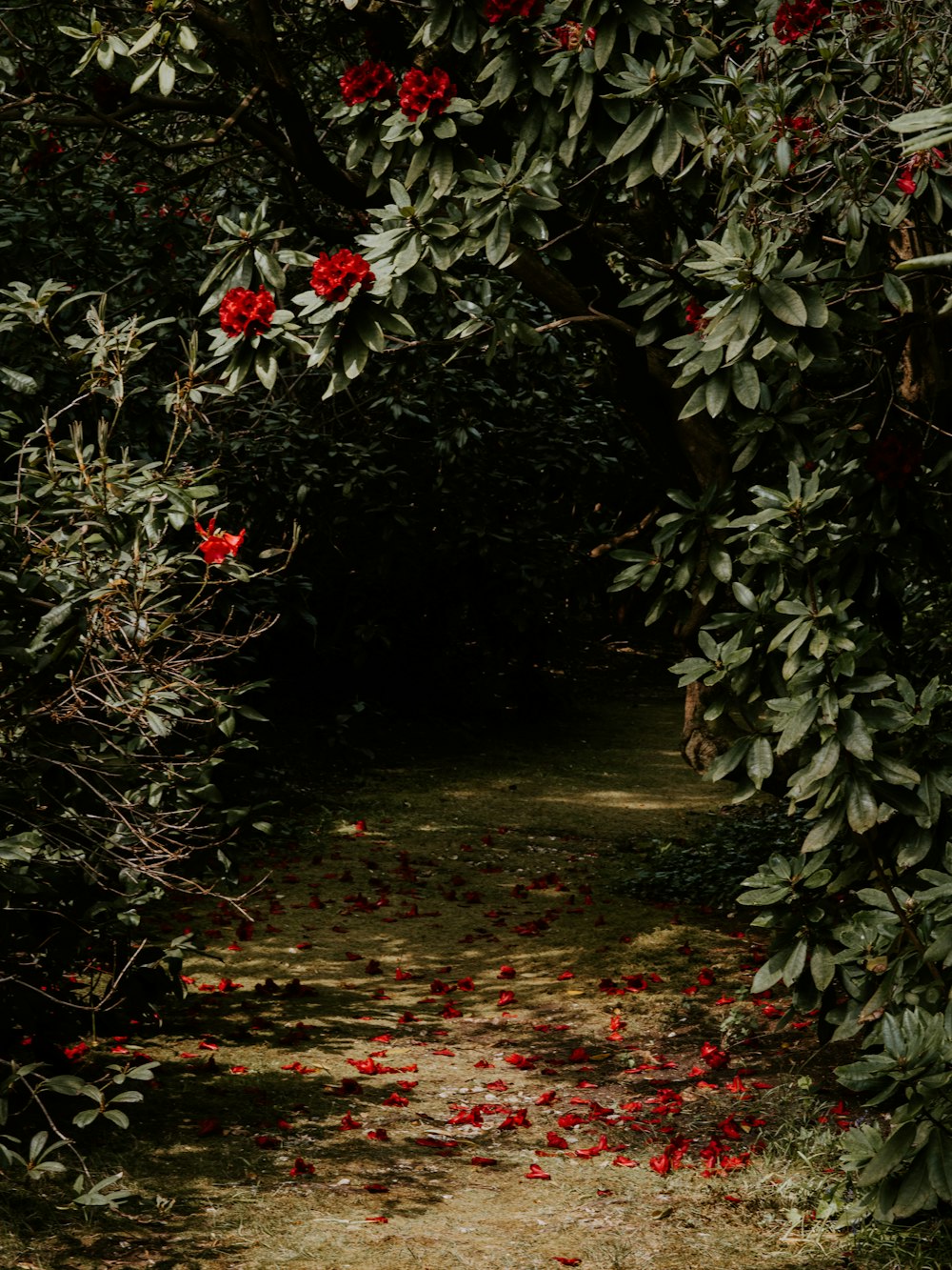 pathway between flowers
