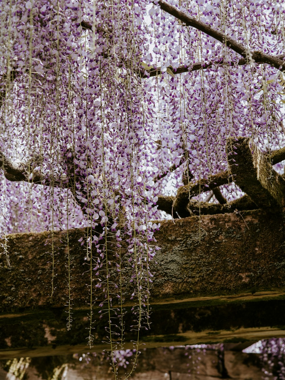 flor branca de pétalas