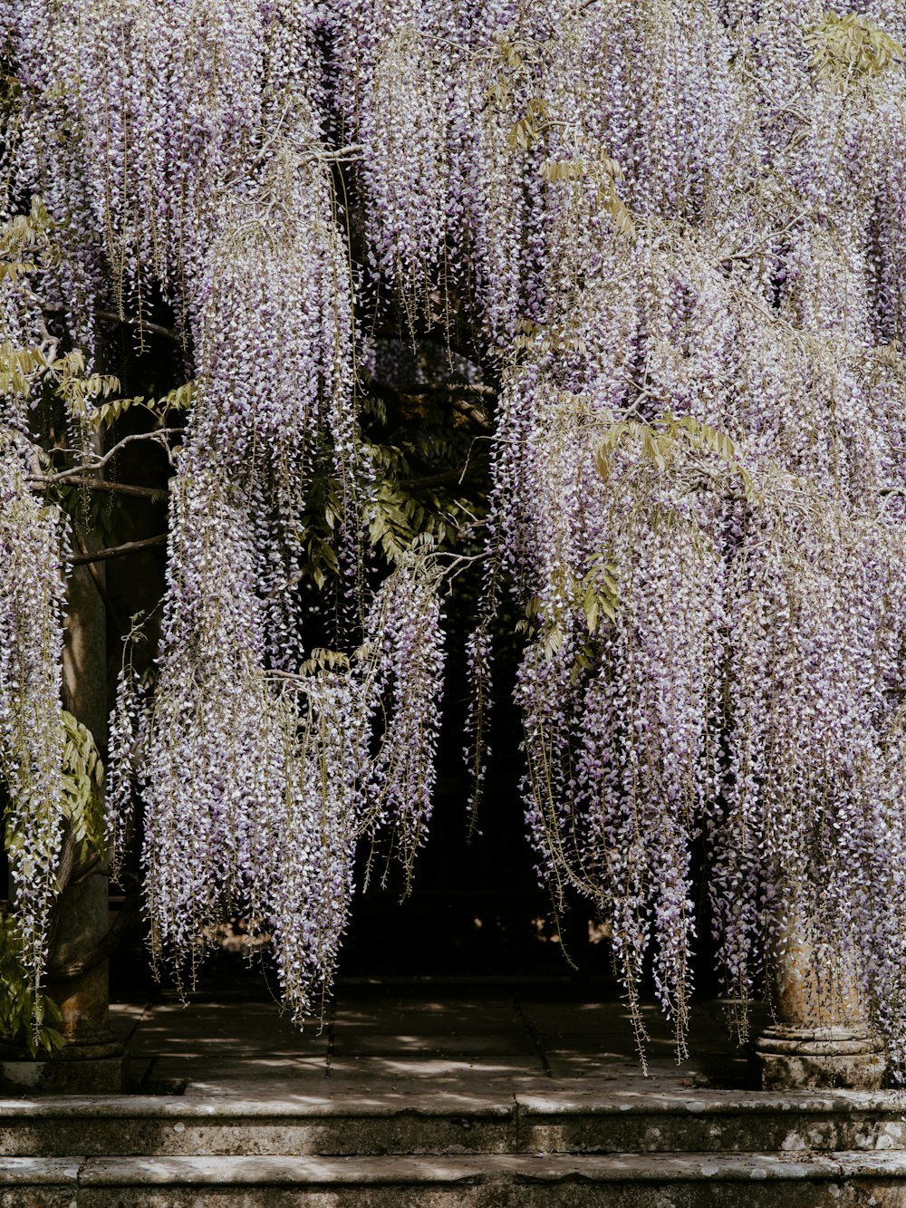 white wisteria tree blooming on top of stairs