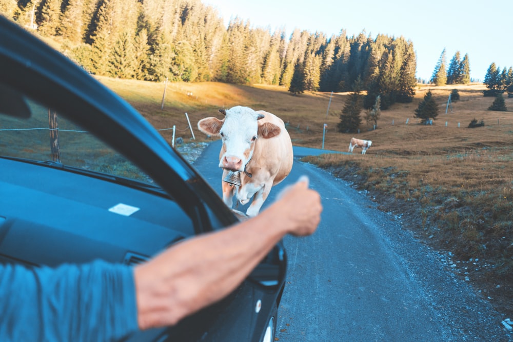 cattle near vehicle