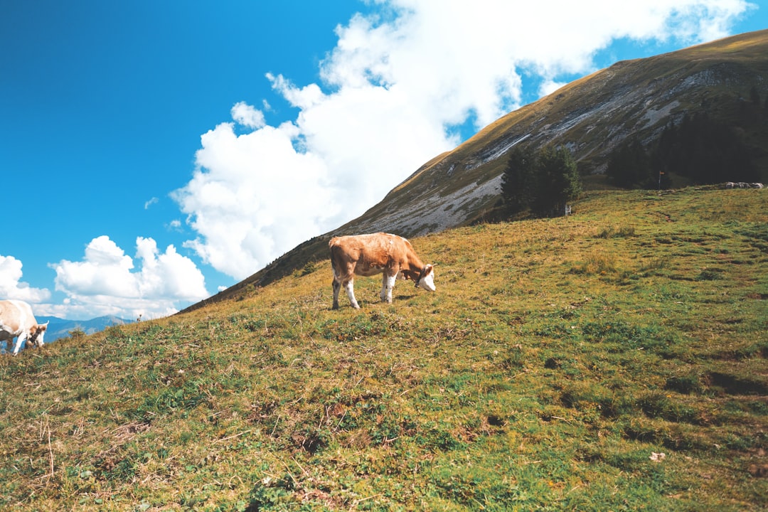 brown cattle on green hill