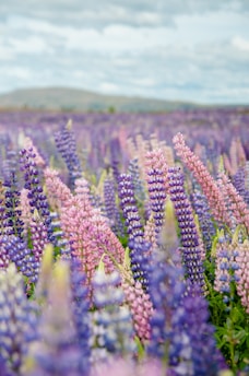 selective focus photography of purple and pink flower field