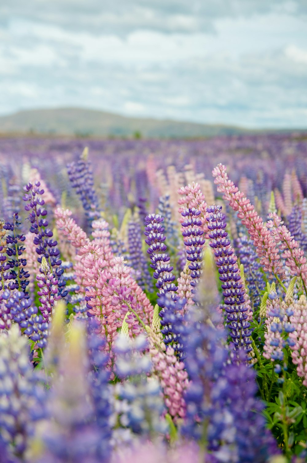 Fotografía de enfoque selectivo de campo de flores púrpuras y rosas