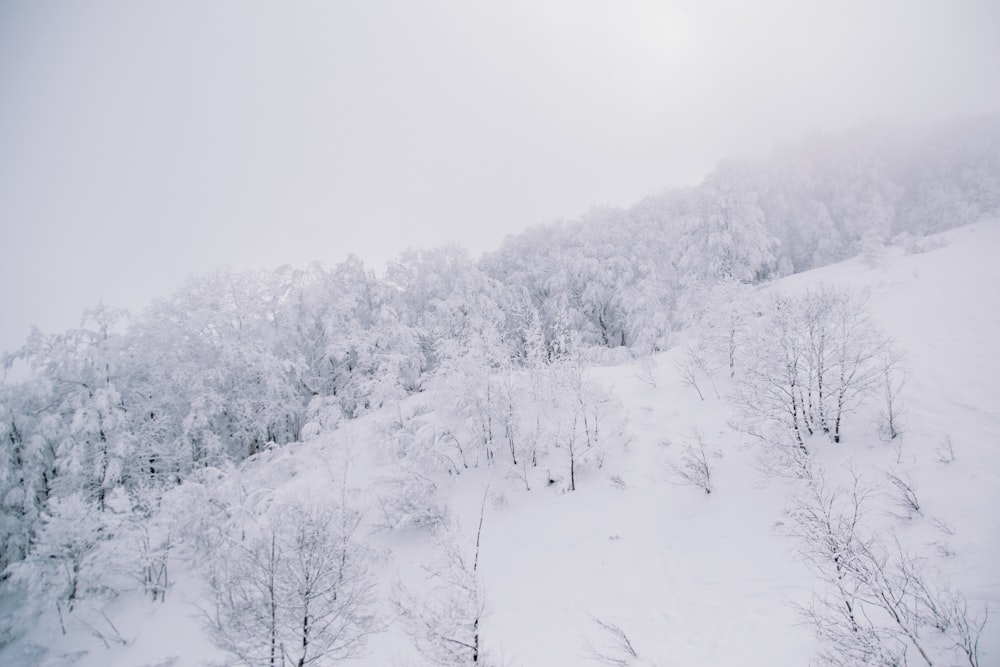 snow covered tress