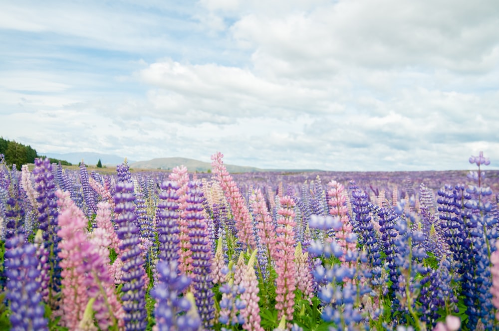 Campo de flores azules y rosas