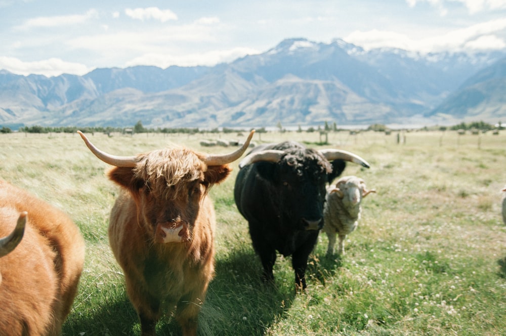 highland cattle on green plains during daytime