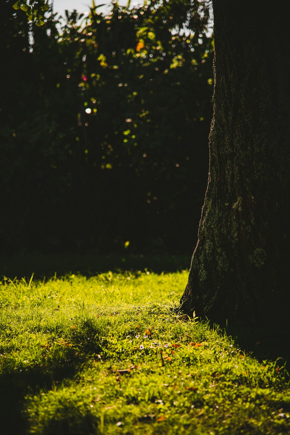 green grass field during daytime