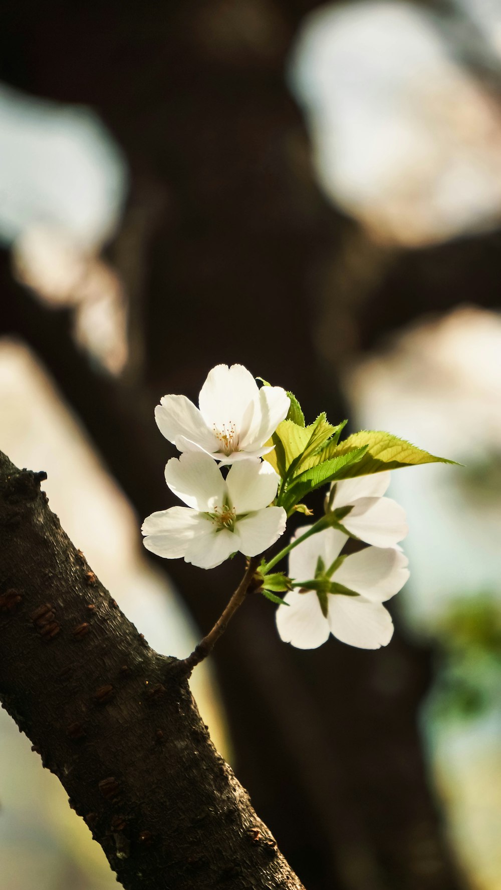 flor de pétalos blancos